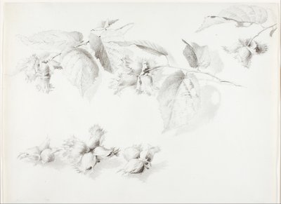 Sin título (Avellano silvestre, Corylus americana) de George Elbert Burr