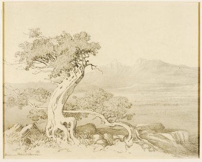 Sin título (dibujo de transferencia para Old Cedars y Spanish Peaks) de George Elbert Burr