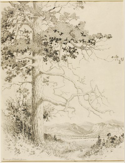 Sin título (dibujo de transferencia para Old Pine, Estes Park) de George Elbert Burr