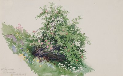 Rosa silvestre, Wassen de George Elbert Burr