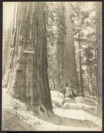 Paseo por Wawona, Mariposa Grove. Diámetro 24 ft. de George Fiske