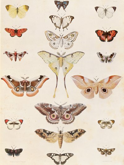 Lepidópteros de Natal y del país zulú de George French Angas