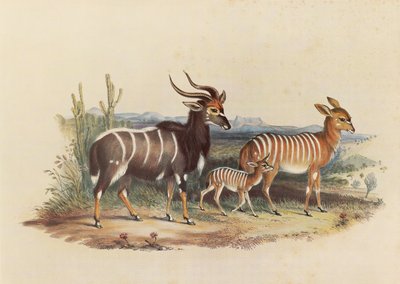 El Nyala de George French Angas
