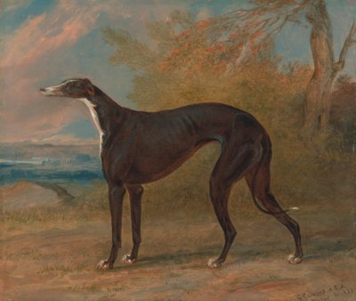 Uno de los galgos ganadores de George Lane Fox: la perra galgo blanca y negra Juno, también llamada Elizabeth. de George Garrard