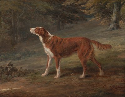 Ranger, un setter, propiedad de Elizabeth Gray de George Garrard