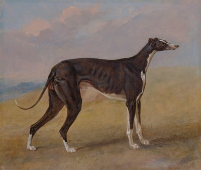 Turk, un galgo, propiedad de George Lane Fox de George Garrard