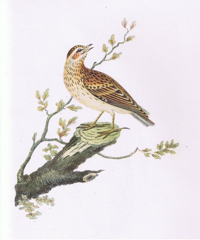 Woodlark, Nature in Britain, publicado por Collins de George Graves