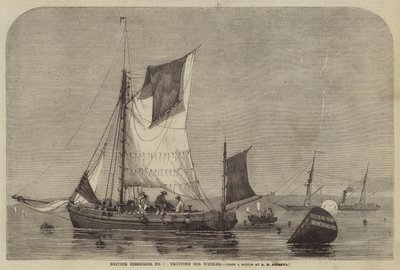 Pesquerías británicas, No 7, trote para buccinos de George Henry Andrews