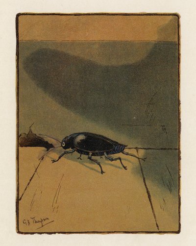 El escarabajo (litografía en color) de George Henry Thompson
