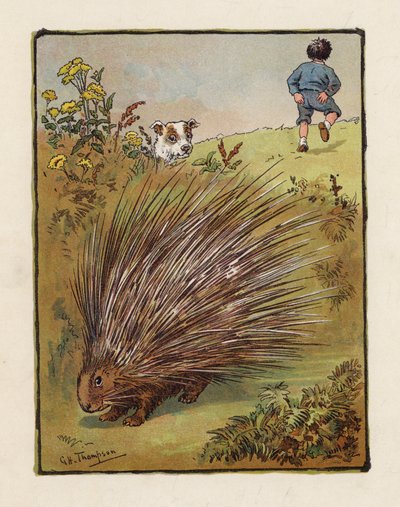 El puercoespín (litografía en color) de George Henry Thompson