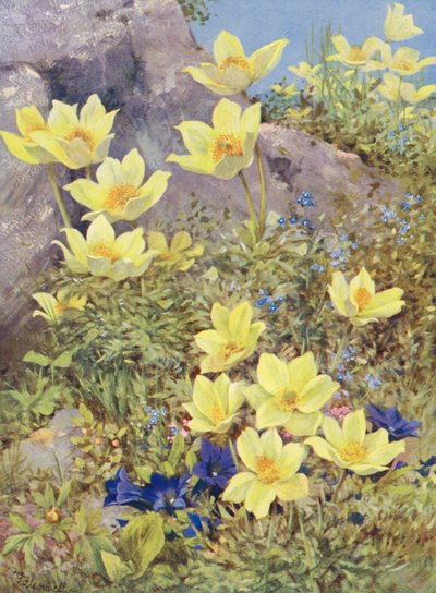 Anemone sulphurea y Gentiana excisa pintadas directamente en los campos a finales de mayo (litografía en color) de George Jackson Flemwell