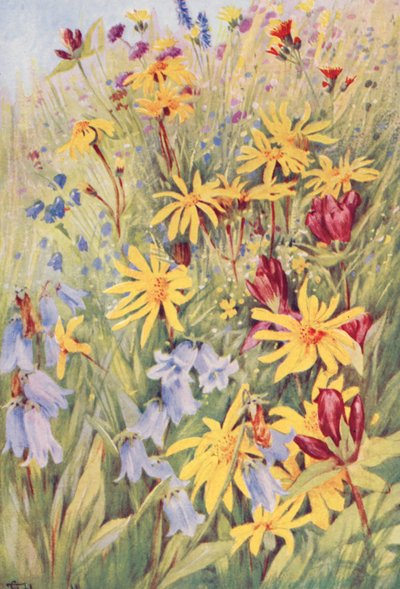 Árnica, Genciana parda (G purpurea), Campanula barbata, y la pequeña Hieracium aurantiacum, pintada al natural en los campos a mediados de julio (litografía en color). de George Jackson Flemwell