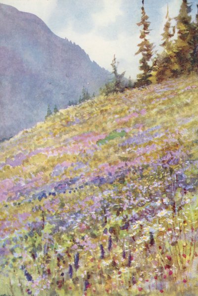 Campo de Campanula rhomboidalis en el Col de la Forclaz a principios de julio (litografía en color) de George Jackson Flemwell