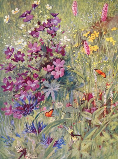 Geranium sylvaticum, Potentilla rupestris, Centaurea montana, el Bistort rosa, el pequeño Bistort alpino, pintados in situ en los campos a principios de julio (litografía en color). de George Jackson Flemwell