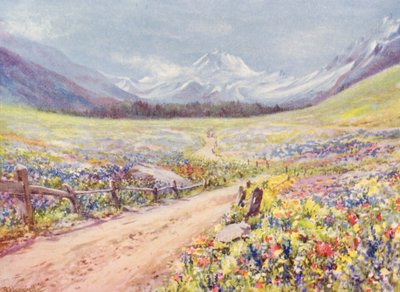 Prados de junio de Salvia, Lychnis, etc, en el Val Ferret, justo antes de llegar al pueblo de Praz de Fort (litografía en color). de George Jackson Flemwell