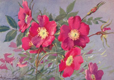 Rosa alpina, la eglantina alpina sin espinas (litografía en color) de George Jackson Flemwell