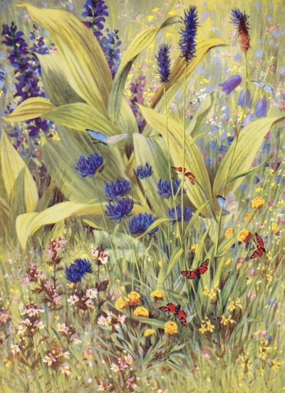 Plantas jóvenes de Veratrum album, junto con Salvia pratensis, Phyteuma betonicaefolium, P orbiculare, la Eufrasia blanca y la amarilla, y el Trébol amarillo, dibujadas in situ a principios de julio (litografía en color). de George Jackson Flemwell