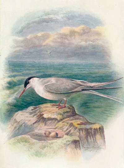 Charrán ártico - Sterna macrura, c1910, 1910 de George James Rankin