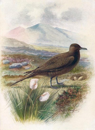 Págalo ártico o de Richardson - Stercorarius crepidalus, c1910, 1910 de George James Rankin