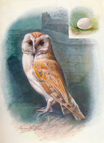 Lechuza Común - Strix flammea, c1910 de George James Rankin