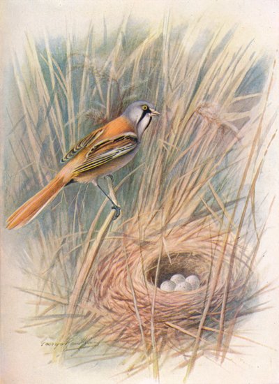 Bigotudo o Panurus biarmicus, c1910, 1910 de George James Rankin