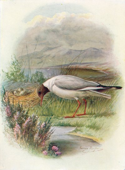 Gaviota reidora - Larus ridibundus, c. 1910 de George James Rankin