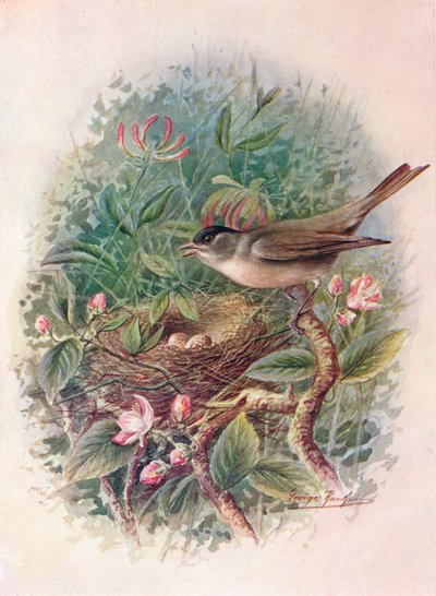 Curruca capirotada - Sylvia atricapilla, c. 1910, 1910 de George James Rankin
