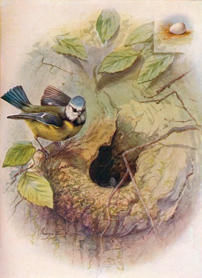 Herrerillo común - Parus caeruleus, c1910 de George James Rankin