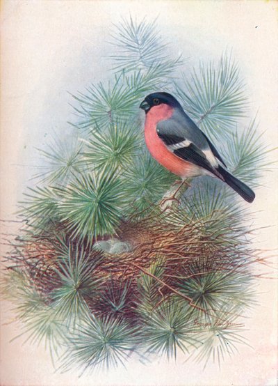 Camachuelo - Pyrrhua europaea, c1910, 1910 de George James Rankin