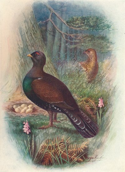Urogallo, c. 1910 de George James Rankin