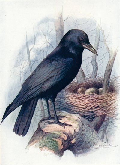 Cuervo - Corvus corone, c1910, 1910 de George James Rankin
