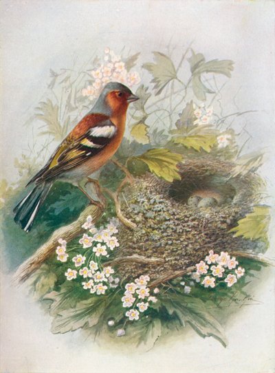 Pinzón - Fringilla coelebs, c. 1910, 1910 de George James Rankin