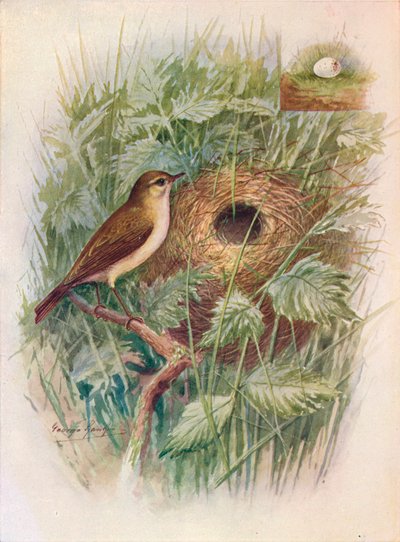 Mosquitero - Phylloscopus rufus, c1910, 1910 de George James Rankin
