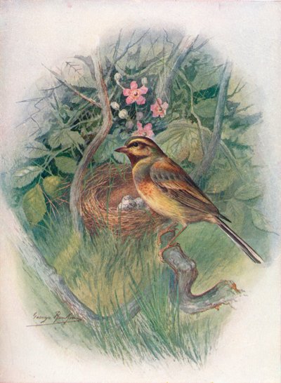 Escribano cerillo - Emberiza cirlus, c1910 de George James Rankin
