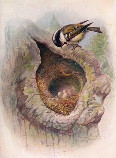 Carbonero - Parus ater de George James Rankin
