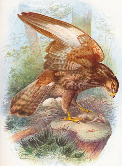 Ratonero común - Buteo vulgaris, c1910, 1910 de George James Rankin