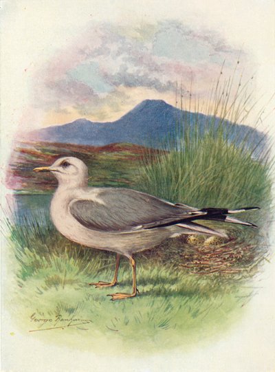 Gaviota Común - Larus canus, c1910 de George James Rankin