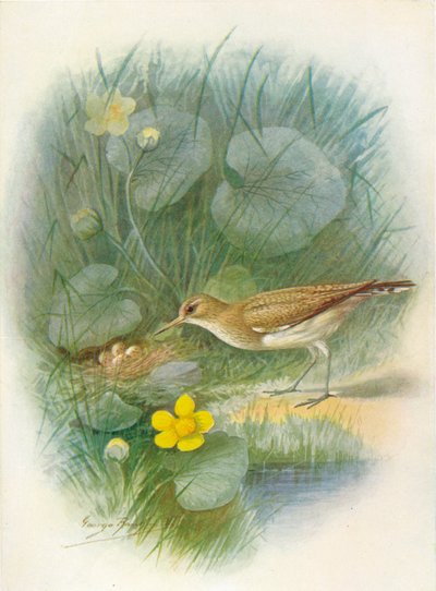 Andarríos común - Totanus hypoleucus, c1910, 1910 de George James Rankin