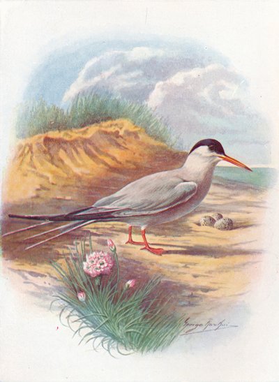 Charrán común - Sterna fluviatilis, c1910, 1910 de George James Rankin