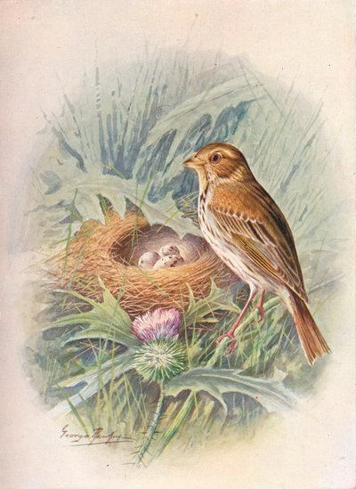 Escribano triguero - Emberiza miliaria, c1910, 1910 de George James Rankin