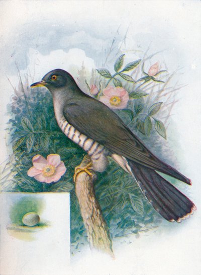 Cuco - Cuculus canorus de George James Rankin