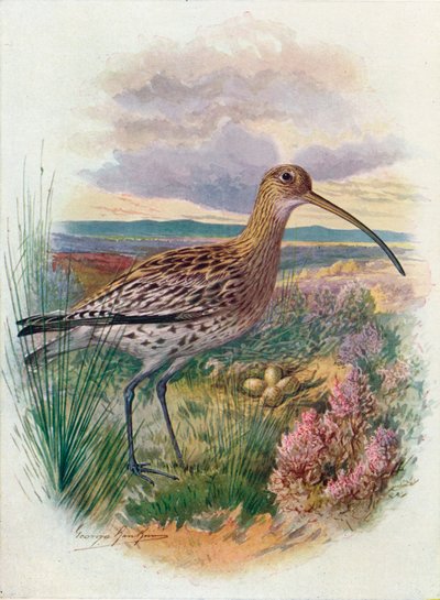 Zarapito - Numenius arquata, c1910 de George James Rankin