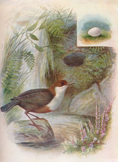 Mirlo acuático - Cinclus aquaticus, c1910, 1910 de George James Rankin