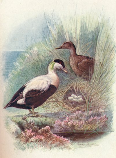 Eider-Duck - Somateria mollissima de George James Rankin