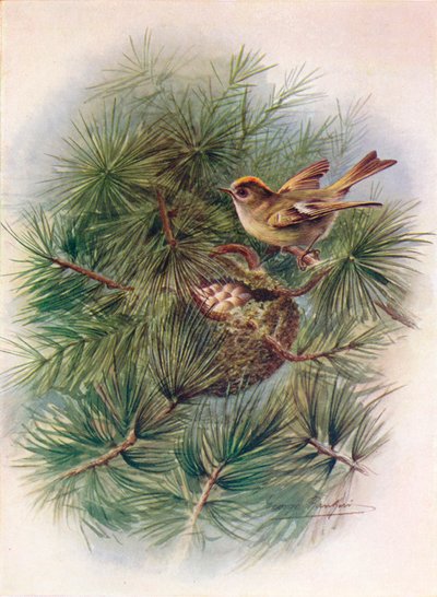 Reyezuelo - Regulus cristatus, c1910 de George James Rankin