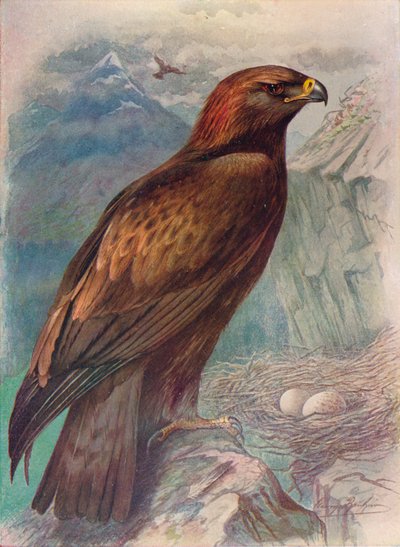 Águila real - Aquila chrysaetus, c1910 de George James Rankin