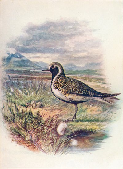 Chorlito dorado - Charadrius pluvialis de George James Rankin