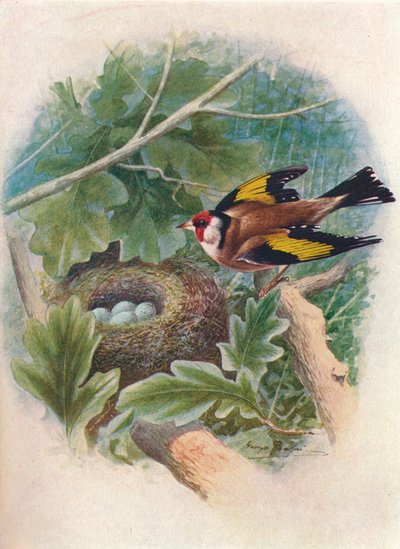 Jilguero - Carduelis elegans, c1910, 1910 de George James Rankin