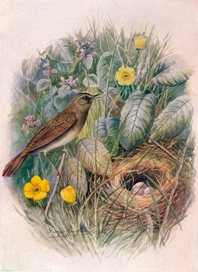 Buscarla unicolor - Locustella naevia, c1910 de George James Rankin
