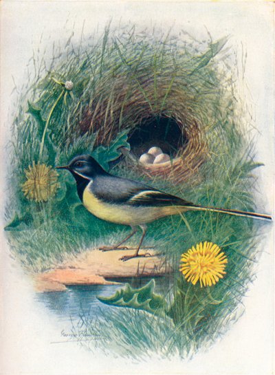 Lavandera cascadeña - Motacilla melanope de George James Rankin